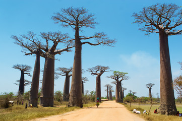 Avenue van baobabs