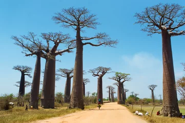 Stickers pour porte Baobab Avenue des baobabs