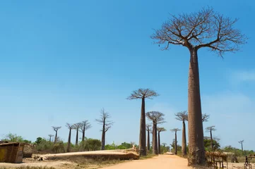 Tableaux ronds sur aluminium brossé Baobab Avenue des baobabs