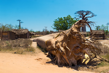 le baobab déraciné