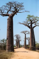 Tableaux ronds sur aluminium brossé Baobab Avenue des baobabs
