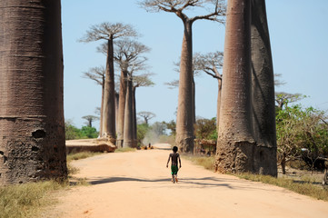 Avenue van baobabs