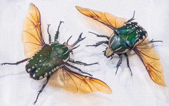 close-up of Pronghorn Beetle (lat. Chelorrhina polyphemus), Buru