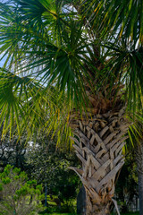 Fototapeta na wymiar Palm Coconut Tree Bark