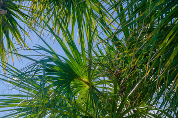 Fototapeta na wymiar Palm Frond Details against a perfect Florida Sky
