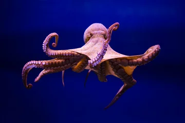 Foto op Plexiglas Polpo comune (Octopus vulgaris) © CrazyForAnimeArt