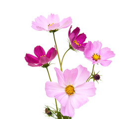Cosmos flowers