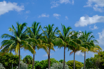 Fototapeta na wymiar Tropical Palm and coconut trees against beautiful blue sky in th