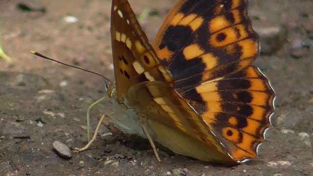 Kleiner Schillerfalter, Apertura ilia