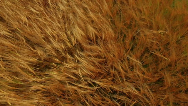 Drone footage of golden fields blowing in the wind 