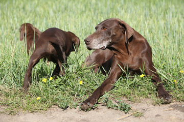 Beautiful German Shorthaired Pointer with puppies