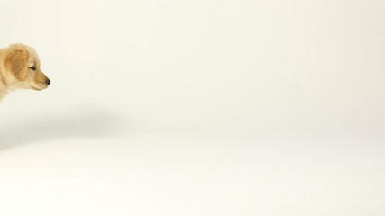 Retriever Puppy Walks Right. a 2 month old golden retriever puppy follows a rolling tennis ball from left to right in slow motion.