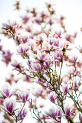 Magnolia © Kozioł Kamila