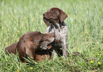 Amazing bitch playing with its puppies