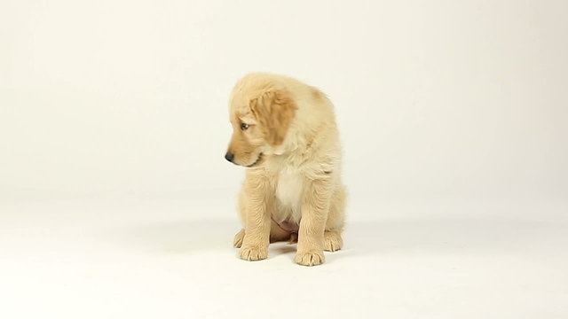 Retriever Puppy Sitting and Walk Off. a 2 month old golden retriever puppy is sitting and gets up and walks off to the left in slow motion.
