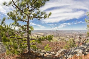 Appalachian Mountain Pine