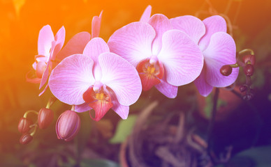 Plakaty  Piękna fioletowa orchidea - phalaenopsis