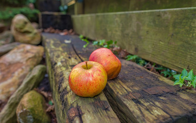 Apples in a garden in autumn
