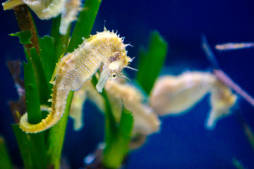 Cavalluccio marino (Hippocampus)