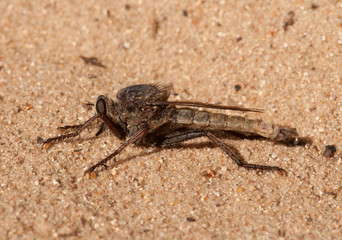 Robber Fly