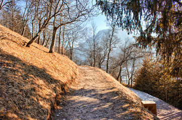 footpath in pine forest on Dolomites mountains