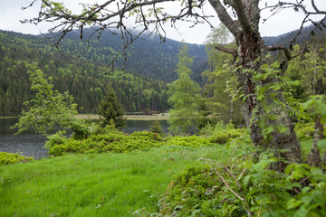 Verwunschen am kleinen Arbersee