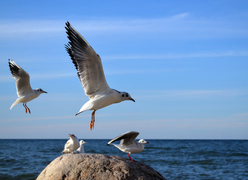 Flying seagull