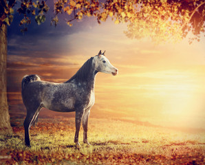 Purebred Arabian stallion horse on beautiful  nature background with tree, pasture and sunset