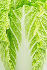 Chinese cabbage