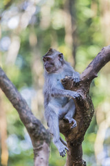 Long-tailed macaques (Macaca fascicularis) in Sacred Monkey Fore
