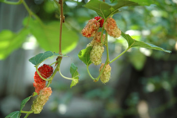 Bunch of fresh mulberries fruit growing on tree 
