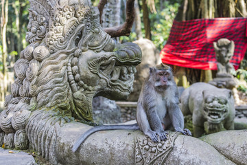 Fototapeta na wymiar Long-tailed macaques (Macaca fascicularis) in Sacred Monkey Fore