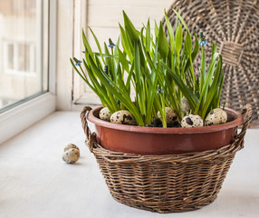 Easter window decoration with growing muscari and fritillaria in