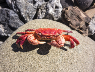 Red Crab On Rock
