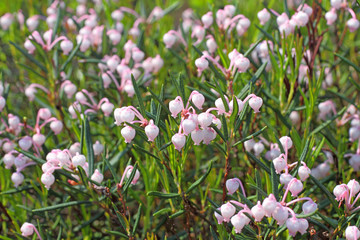  Bog rosemary. Flowers close up