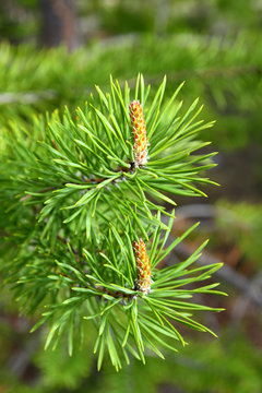 Flowers and needles of a pine