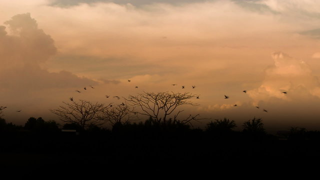 group birds fly from tree evening. Skyline background