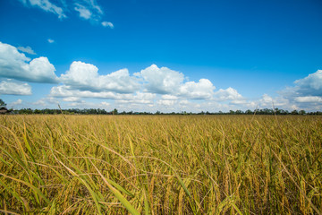 Landscape of rice field with blue sky