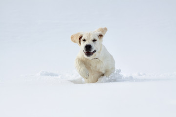Labrador retriever puppy dog in the winter