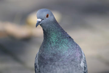 Gray pigeon