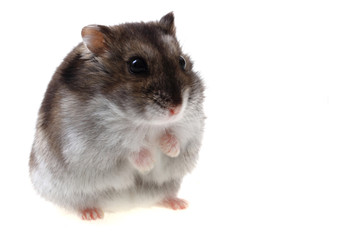 small dzungarian mouse