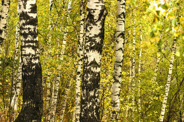 Autumn birch grove