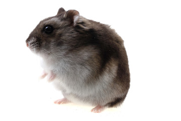 small dzungarian mouse
