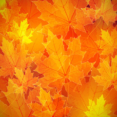 Naklejka na ściany i meble floral autumn (fall) background with maple leaves 