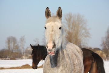 Portrait of white horse licking its lip
