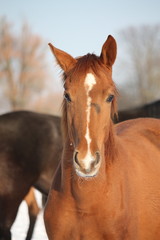 Obraz premium Portrait of chestnut young colt in winter