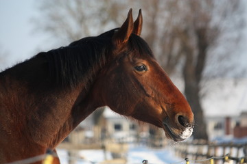 Brown horse portrait at the stable pasture © virgonira