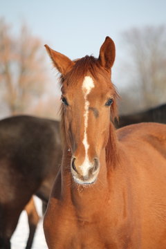 Portrait of chestnut young colt in winter
