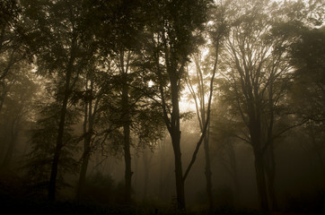 Fototapeta na wymiar A mystical forest 