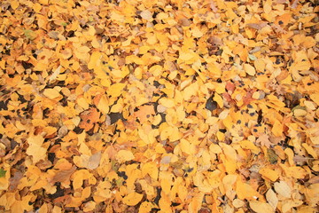 Carpet of leaves in fall